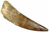 Fossil Plesiosaur (Zarafasaura) Tooth - Morocco #296340-1